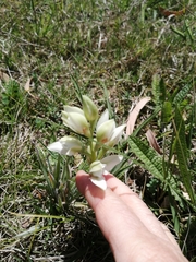 Chloraea membranacea