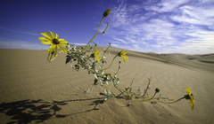 Helianthus niveus tephrodes