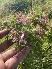 Pelargonium radens