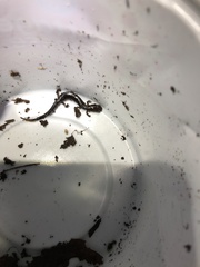 Plethodon richmondi