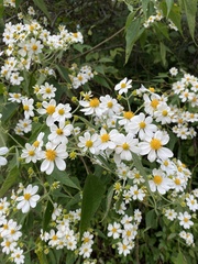 Montanoa leucantha