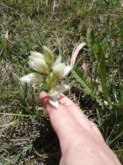 Chloraea membranacea