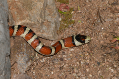 Lampropeltis knoblochi