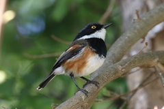 Batis capensis capensis