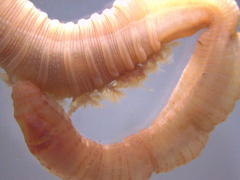 Arenicola marina