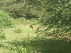 Phacochoerus africanus massaicus