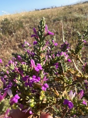 Muraltia macropetala