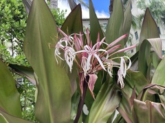 Crinum × amabile