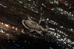 Anelasmocephalus cambridgei