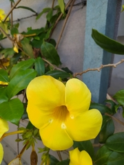 Allamanda cathartica