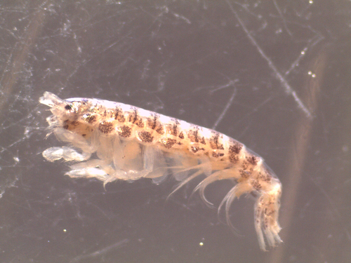 Representative image of Microdeutopus