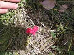 Glandularia peruviana