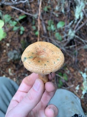 Lactarius rubrilacteus