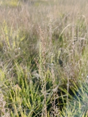 Pogonarthria squarrosa