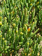 Salicornia littorea