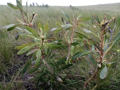 Protea caffra caffra