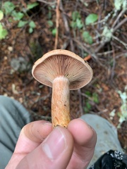 Lactarius rubrilacteus