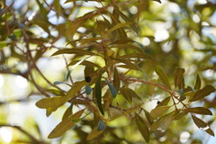 Olea europaea cuspidata