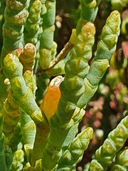 Salicornia littorea