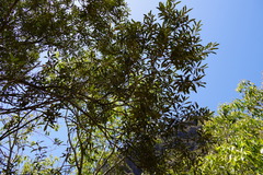 Olea europaea cuspidata