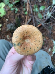 Lactarius rubrilacteus