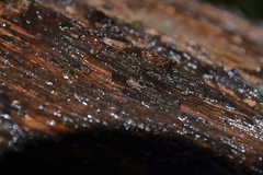 Anelasmocephalus cambridgei