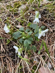 Viola alba