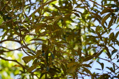 Olea europaea cuspidata