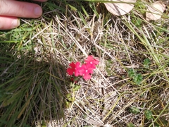 Glandularia peruviana