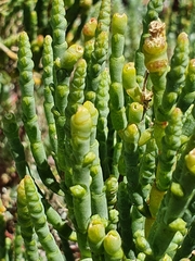 Salicornia littorea