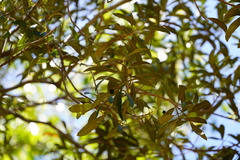 Olea europaea cuspidata