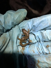 Desmognathus fuscus