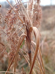 Scirpus pedicellatus