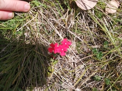 Glandularia peruviana