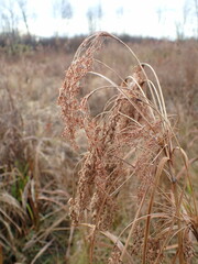 Scirpus pedicellatus