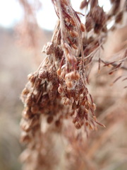 Scirpus pedicellatus