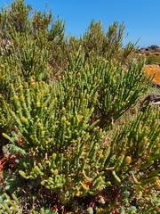Salicornia littorea