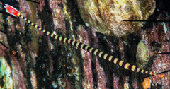 Dunckerocampus dactyliophorus