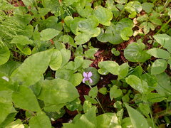 Viola epipsila