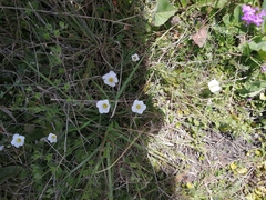 Nierembergia calycina