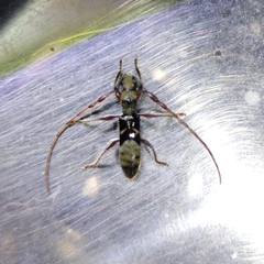 Cycnidolon obliquum
