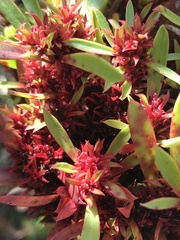 Protea witches broom phytoplasma