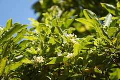 Pittosporum senacia image