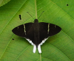 Murgaria takuta