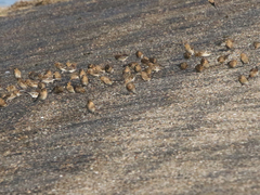 Linaria flavirostris