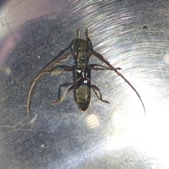 Cycnidolon obliquum