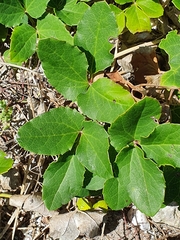 Knowltonia vesicatoria
