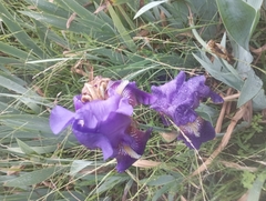 Trimezia coerulea