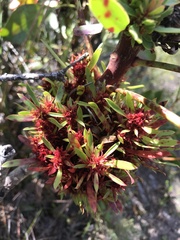 Protea witches broom phytoplasma