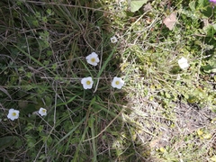 Nierembergia calycina